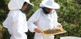 ‘Bee death spiral’? Pesticide-resistant Varroa mites driving record number of U.S. honeybee losses